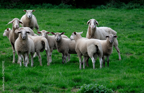 Schafe (Ovis) auf einer Wiese
