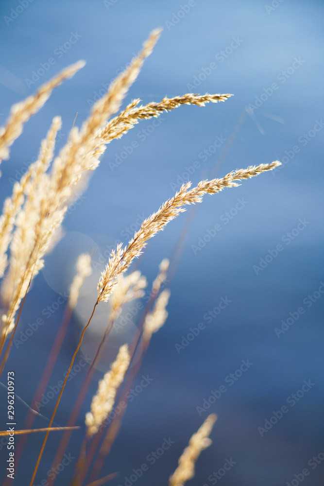 Fototapeta premium Reed Grass Plants and Blurred Water in Background