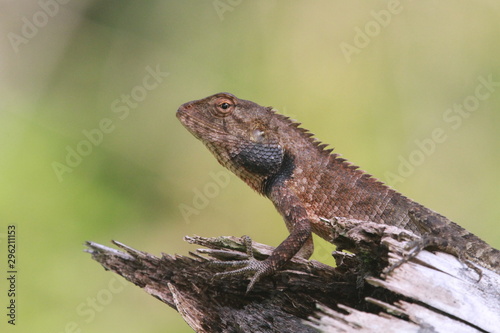 Dark Lizard in Rainforest