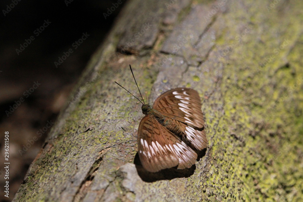 Obraz premium Butterfly on a Log