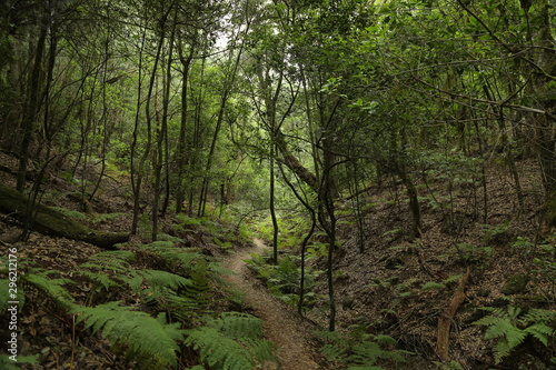 Las Creces del Parque Nacional de Garajonay  La Gomera