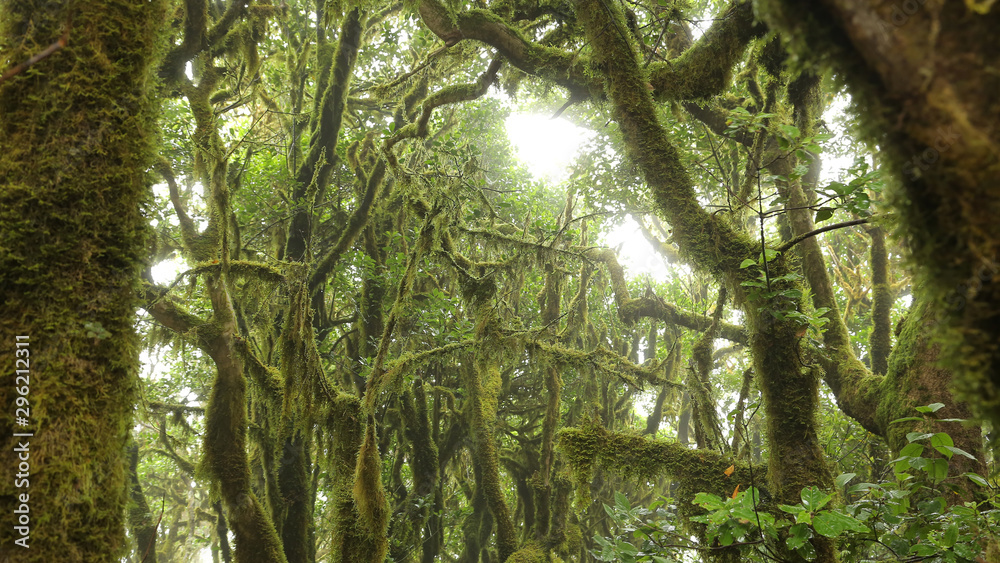 Naklejka premium Las Creces del Parque Nacional de Garajonay, La Gomera