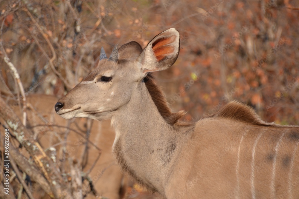 Young juvenile male kudu antelope with small horns in head and shoulders only with alert ears in Kruger National Park
