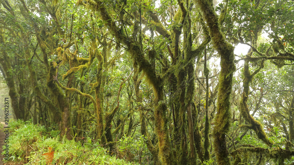 Las Creces del Parque Nacional de Garajonay, La Gomera Las Creces del Parque Nacional de Garajonay, La Gomera