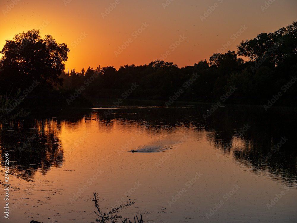 Duck landing at sunset gristmill access lower american river..