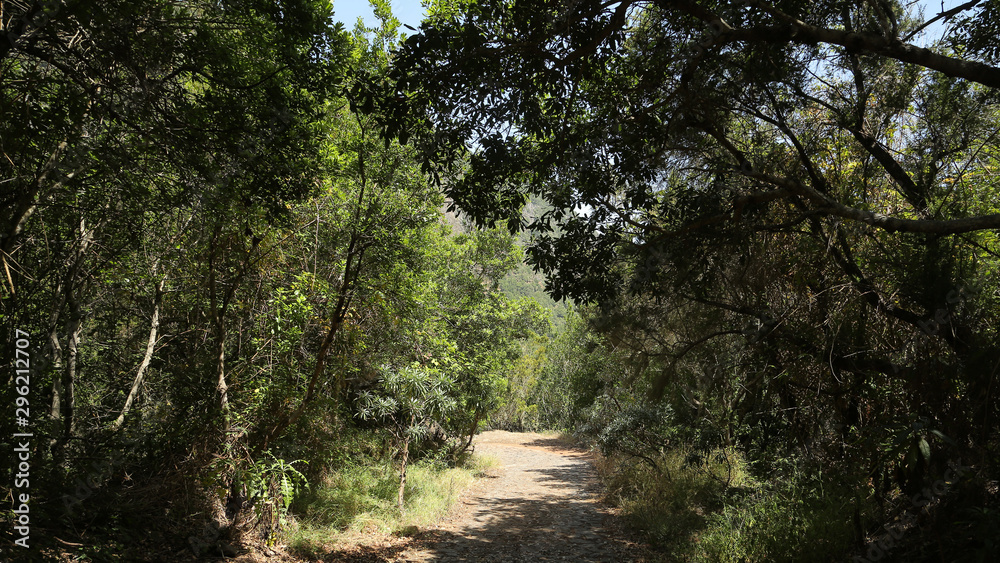 Fototapeta premium Camino de la meseta de Hermigua, Parque Nacional de Garajonay