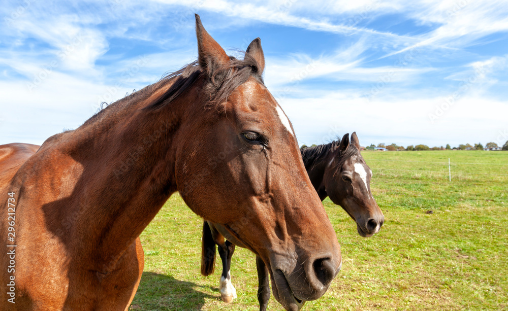 brown horse in the field