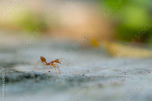 Green tree ant in garden on concrete floor with soft green background