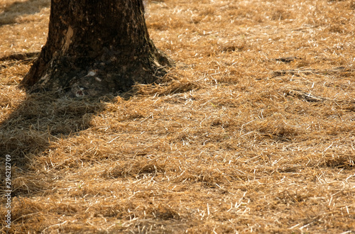 Hay on the floor with tree trunk in farm with sunlight from the back background texture