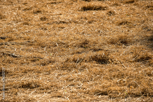 Hay on the floor in farm with sunlight from the back background texture