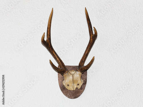 An antler of a deer as a hunting trophy on a wooden plate on a white wall. Origin of a German forest. photo