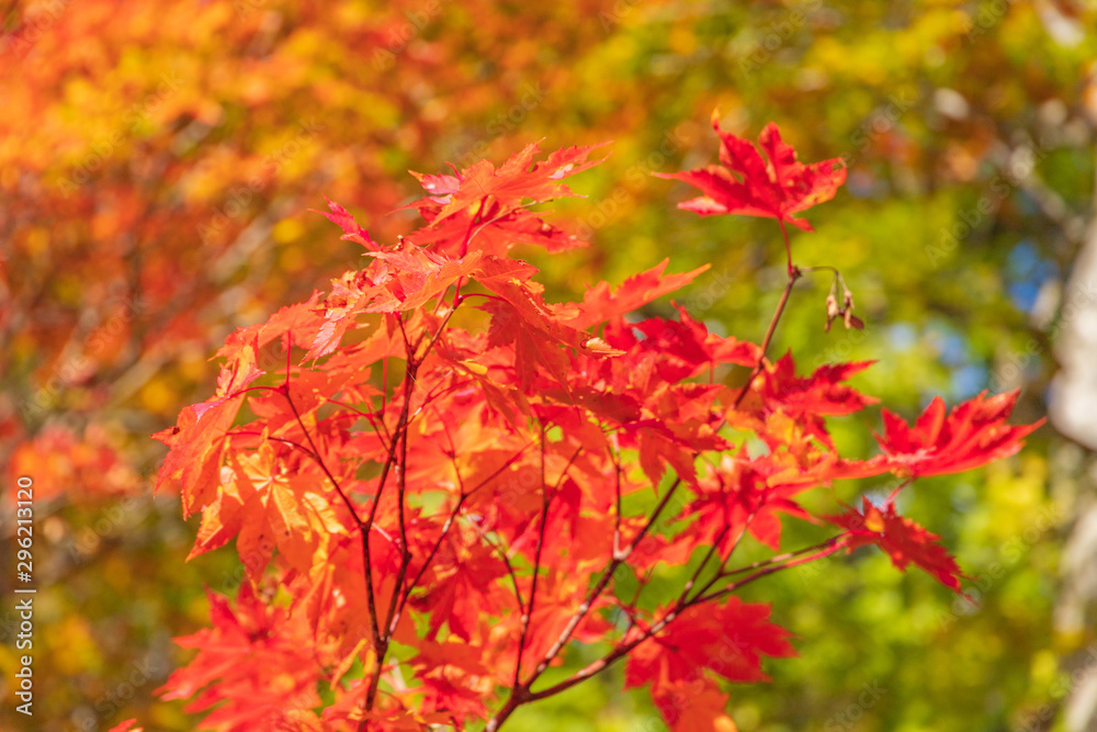 Towada Hachimantai National Park in early autumn Towada Hachimantai National Park in early autumn