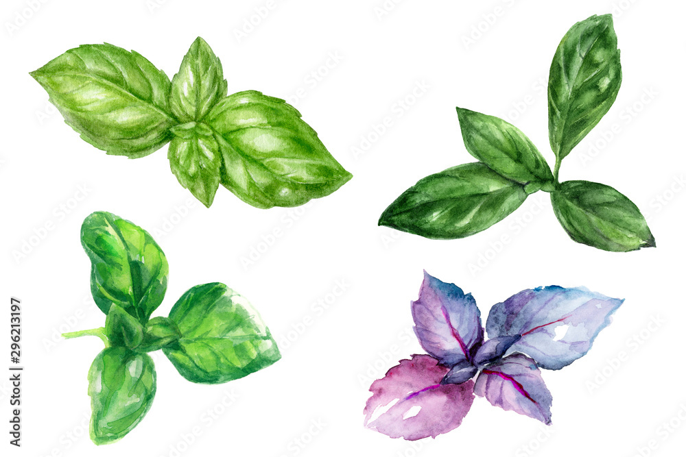 Basil herb leaf set composition watercolor isolated on white background - obrazy, fototapety, plakaty 
