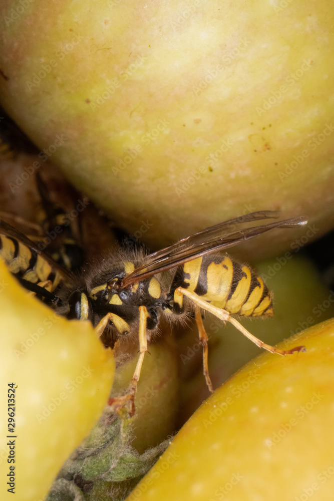super macro photography of wasps on apples, Wesp eats some apple macro