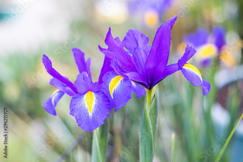 blue iris flowers long stalk blooming in garden house
