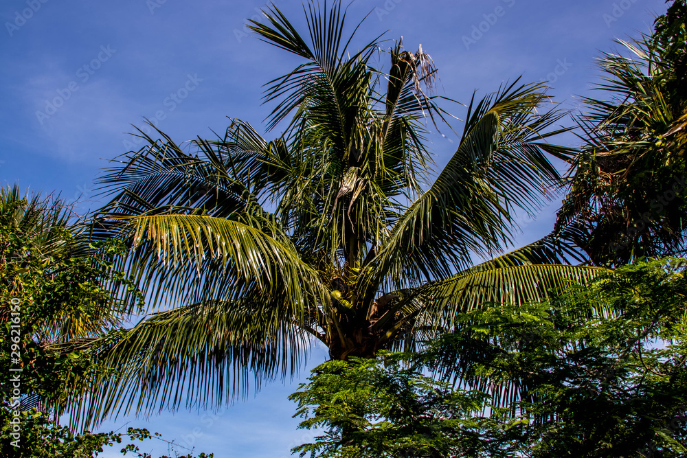 Fototapeta premium Palme