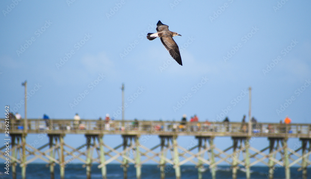 Seagulls in Flight Seagulls in Flight