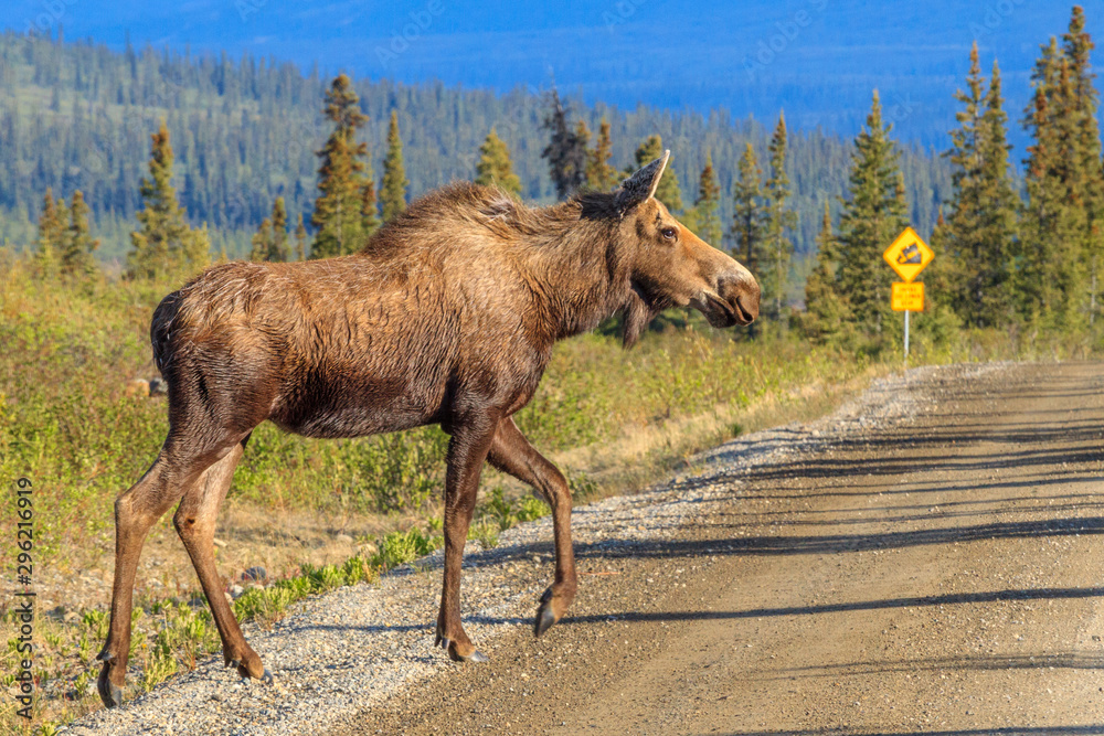 Fototapeta premium Moose Crossing Denali Highway