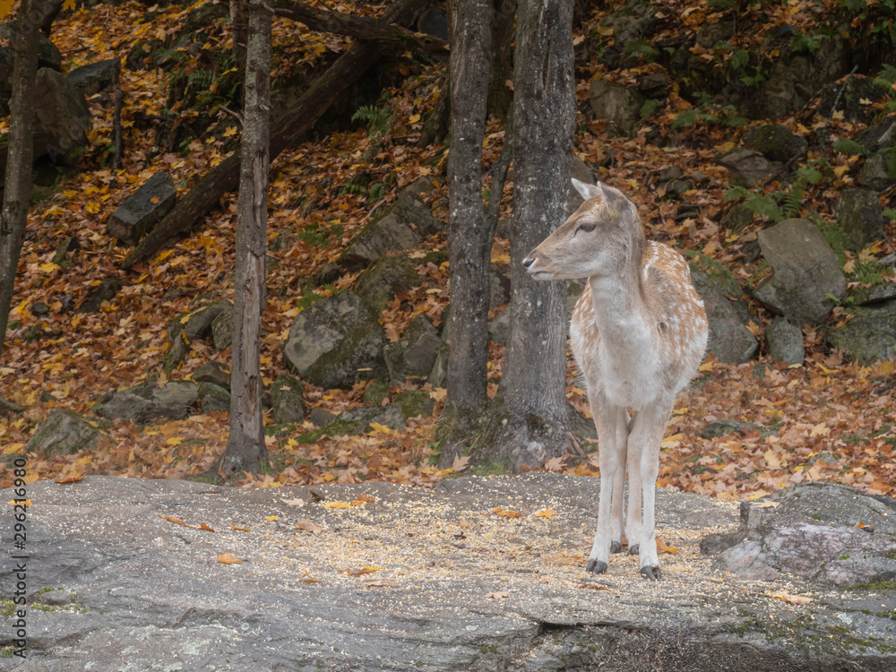 A lone elk in a fall forest A lone elk in a fall forest
