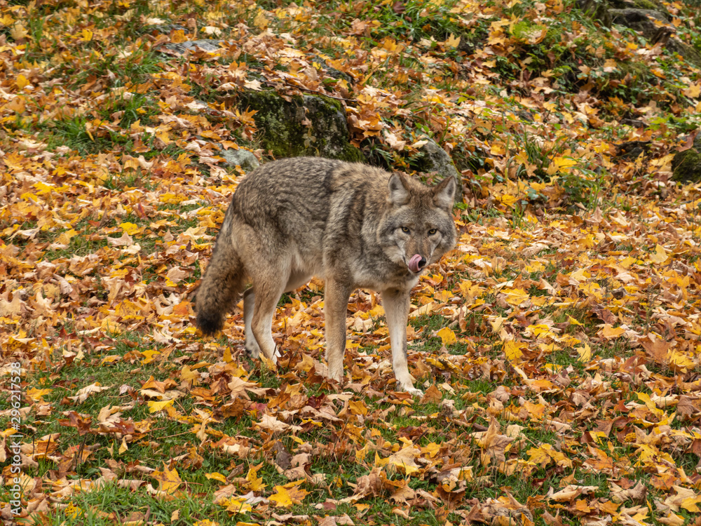 Obraz premium A lone coyote in the woods