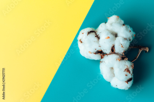 Cotton branch on Yellow and
blue background. Delicate white cotton flowers. Light cotton background, flat lay. photo