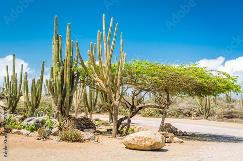 Billede på lærred Typical dry climate cacti and shrubs in Aruba