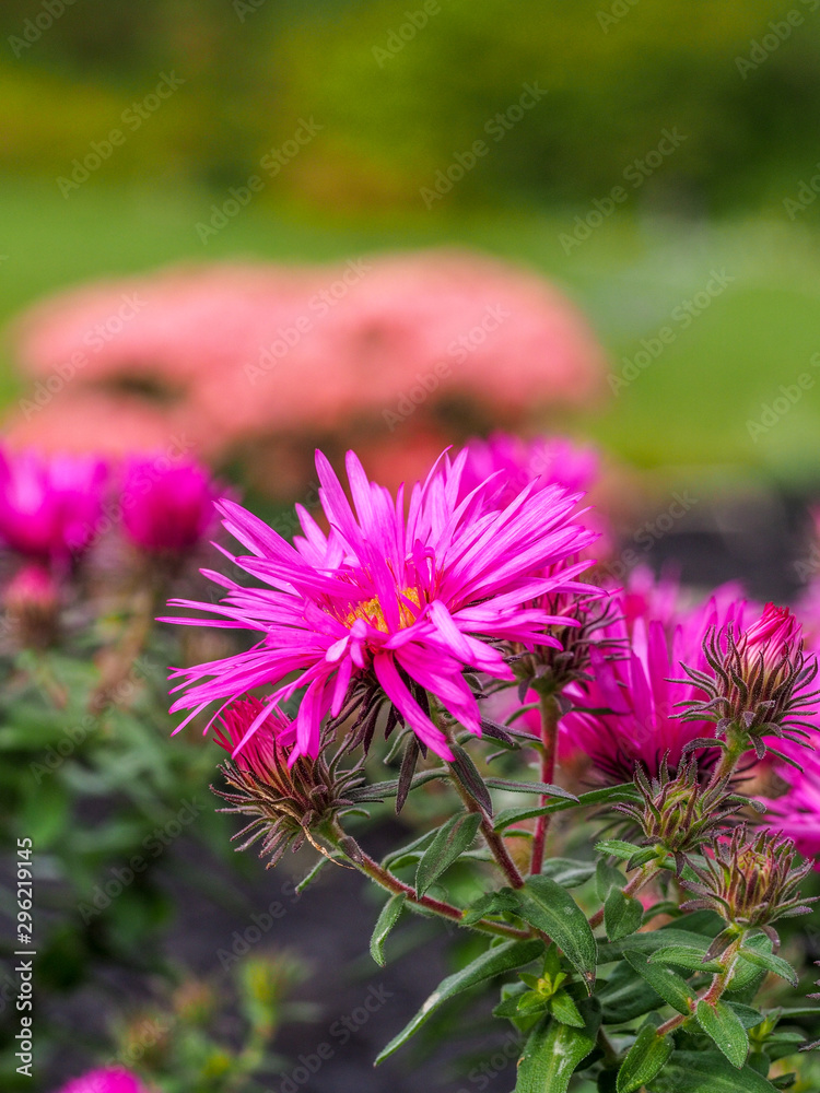 Obraz premium pink fall flowers