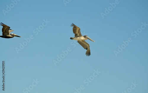 Great blue heron flying in the blue sky