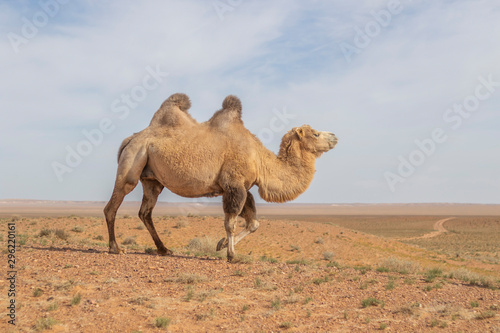 camel in the desert