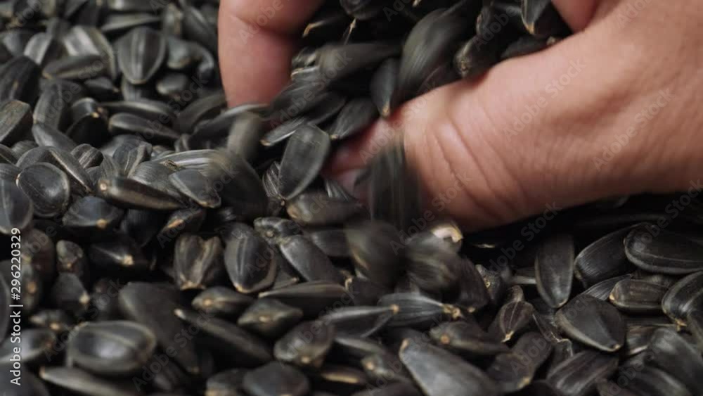 Sunflower seeds in hand of farmer. Oil production and harvest concept Sunflower seeds in hand of farmer. Oil production and harvest concept
