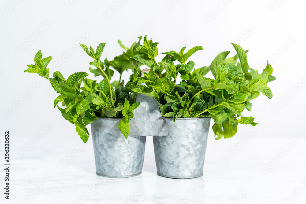 Garden mint Garden mint