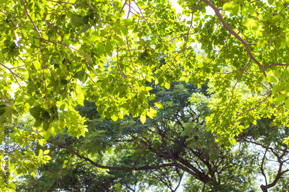Green fioliage fresh tree leaf with sun light Green fioliage fresh tree leaf with sun light