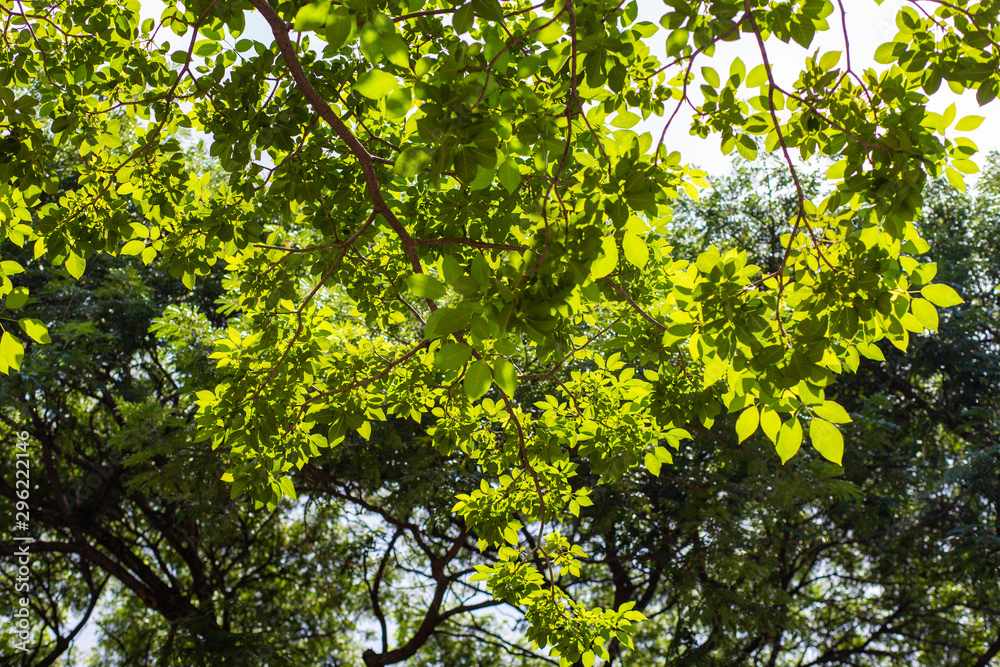 Green fioliage fresh tree leaf with sun light Green fioliage fresh tree leaf with sun light