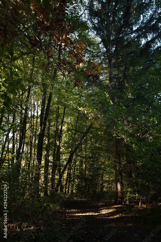 Fototapeta premium morning in the forest