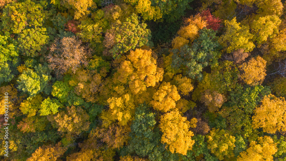 Autumn colors tree tops looking nadir from above the trees. Just showing a dense canopy. yellow orange red Autumn colors tree tops looking nadir from above the trees. Just showing a dense canopy. yellow orange red