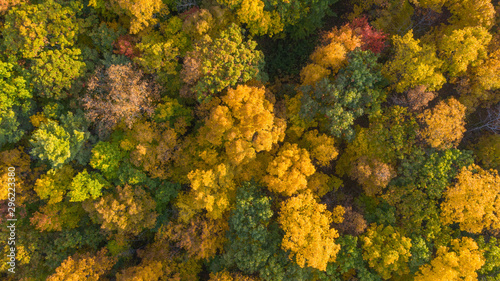 Autumn colors tree tops looking nadir from above the trees. Just showing a dense canopy. yellow orange red