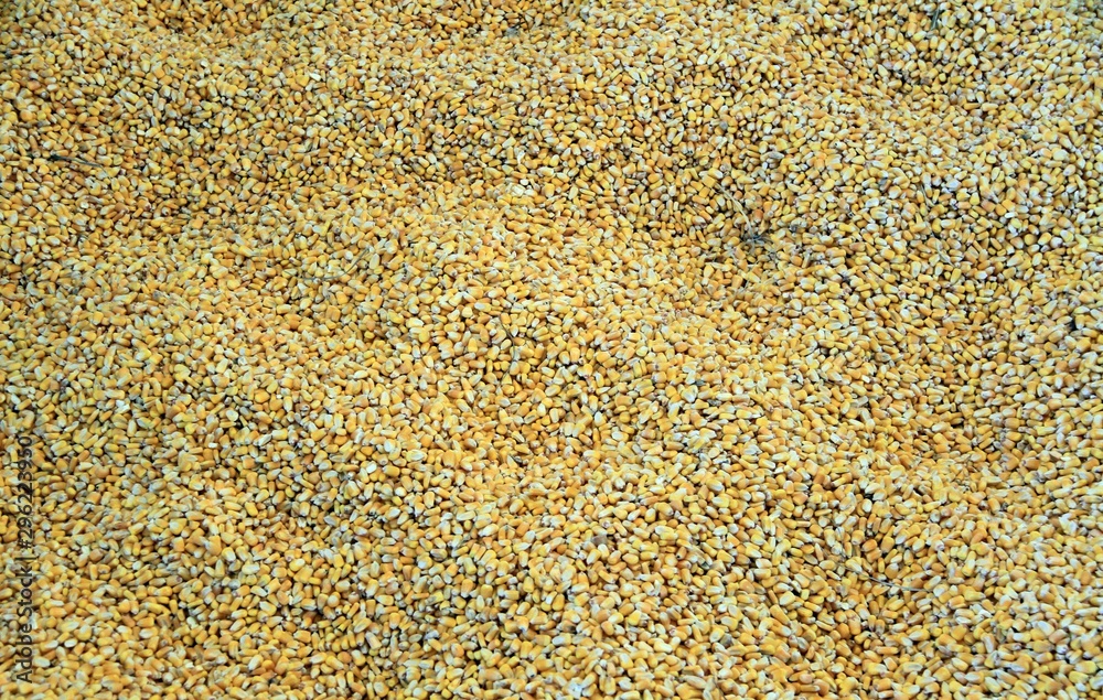 Giant tub of corn Giant tub of corn