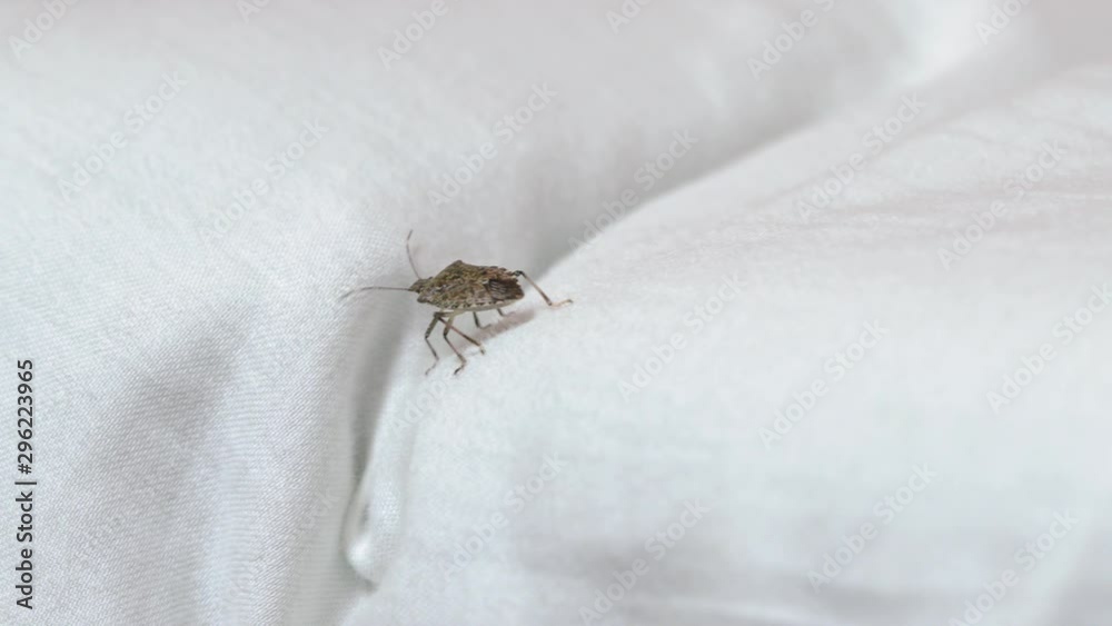 Stink bug crawling on a bed, high detail 4k, stinkbug