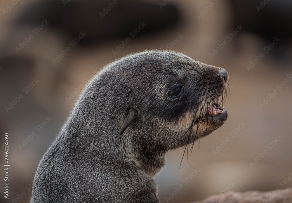 Obraz premium Baby Seal