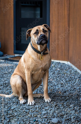 dog sitting by front door