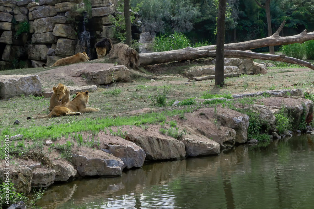 Lion couple and their children in nature Lion couple and their children in nature