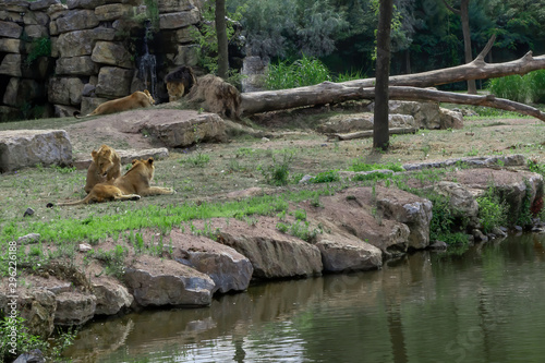 Lion couple and their children in nature