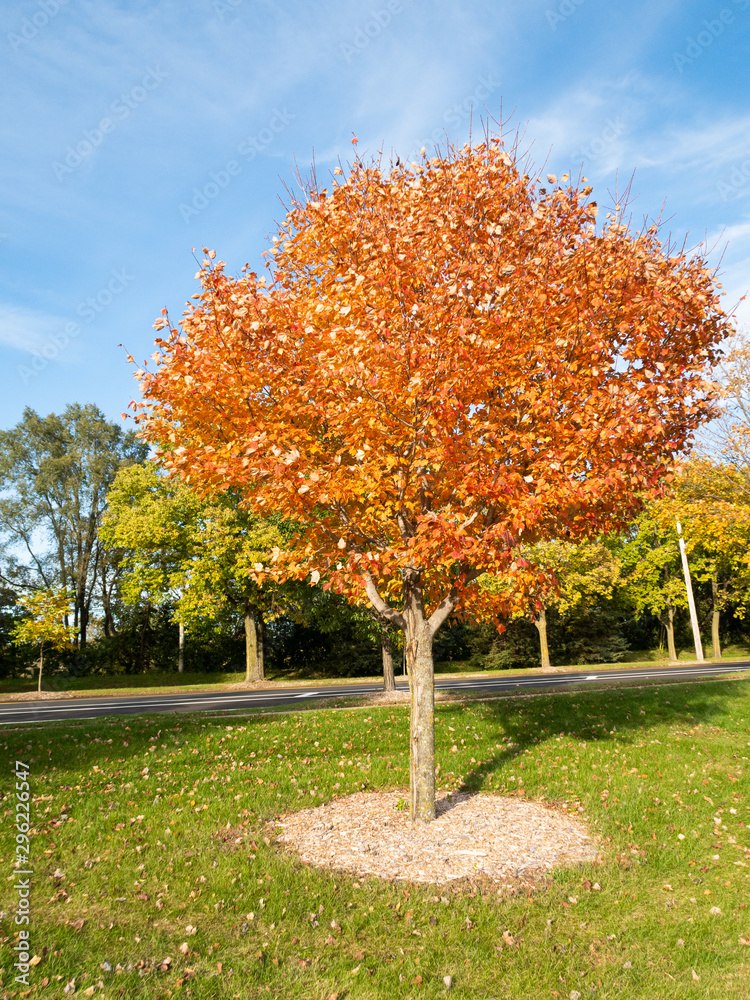 Naklejka premium Overview of orange tree in autumn