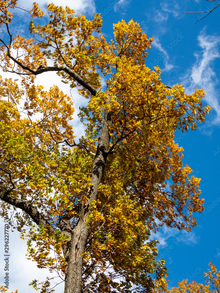 tree with yellow leaves in autumn agains blue sky