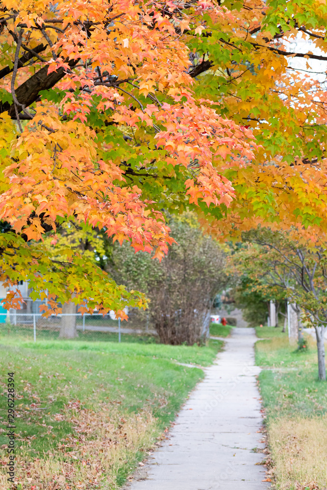Naklejka premium Orange tree in full autumn colors in the sun