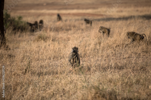 The olive baboon (Papio anubis), also called the Anubis baboon, is a member of the Cercopithecidae family 