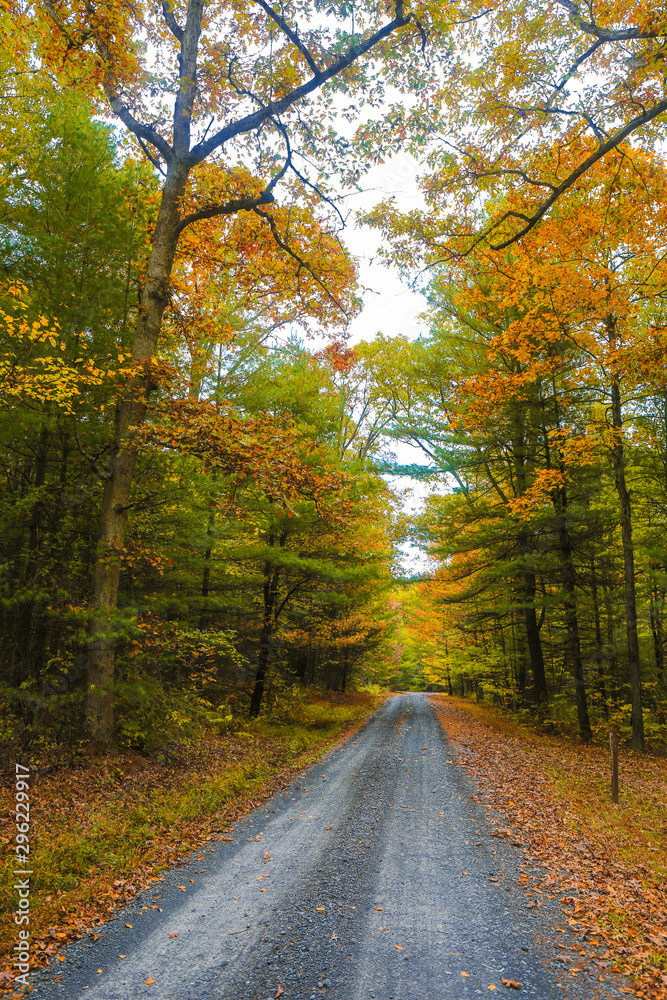 Obraz premium walk with nature