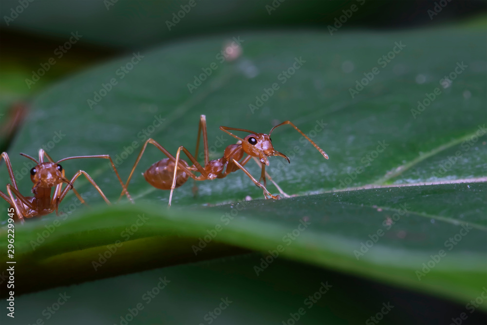 Red ant Oecophylla smaragdina. Action of ant on a tree Red ant Oecophylla smaragdina. Action of ant on a tree