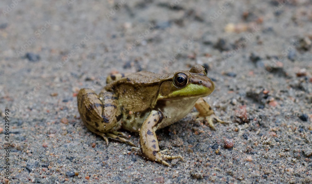 Speckled frog on the ground, close up Speckled frog on the ground, close up