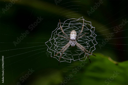Close up macro shot. A spider web in nature background.